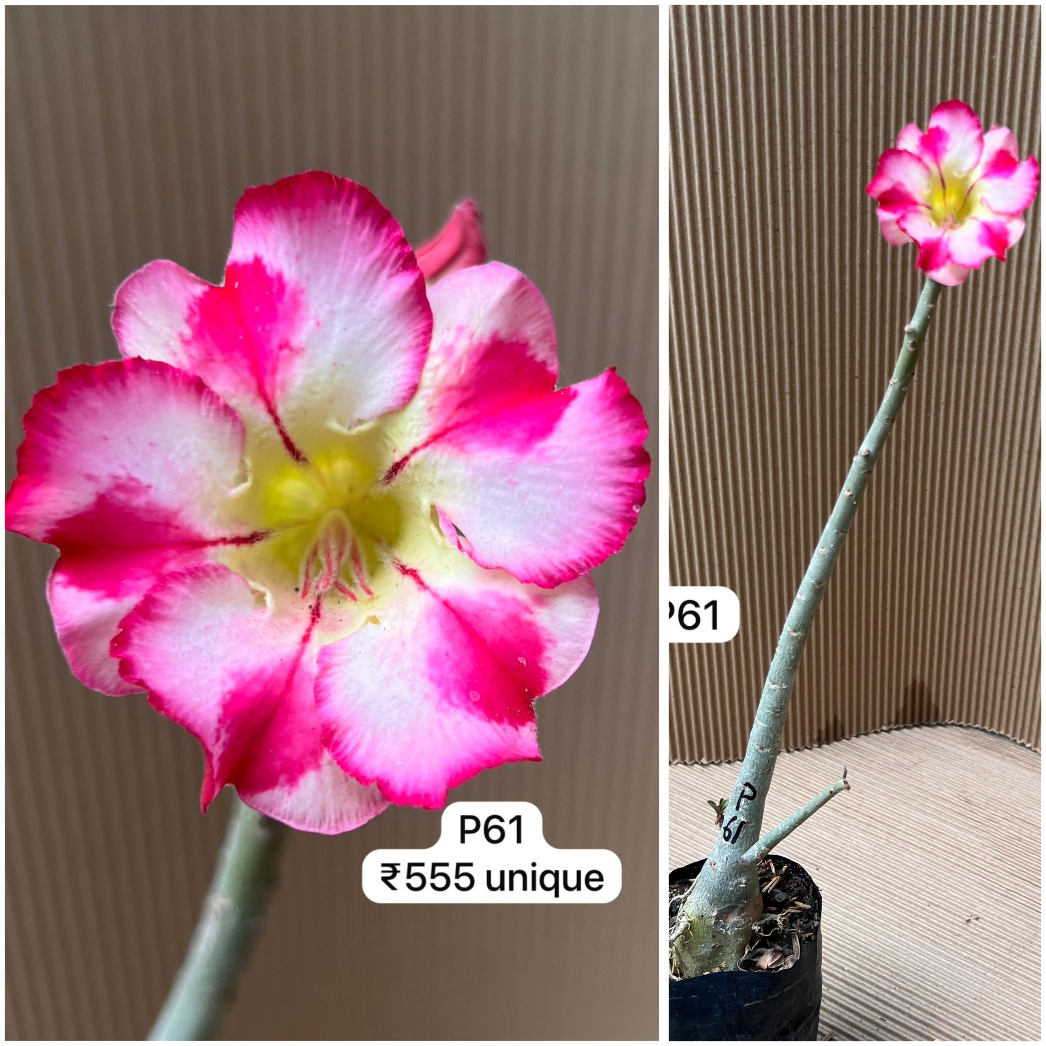 Plant Code - P 61