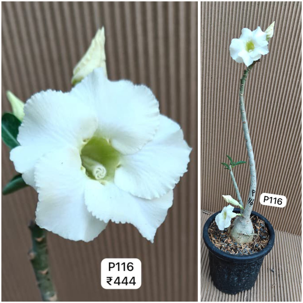 Plant Code - P 116