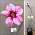 Plant Code - P 210