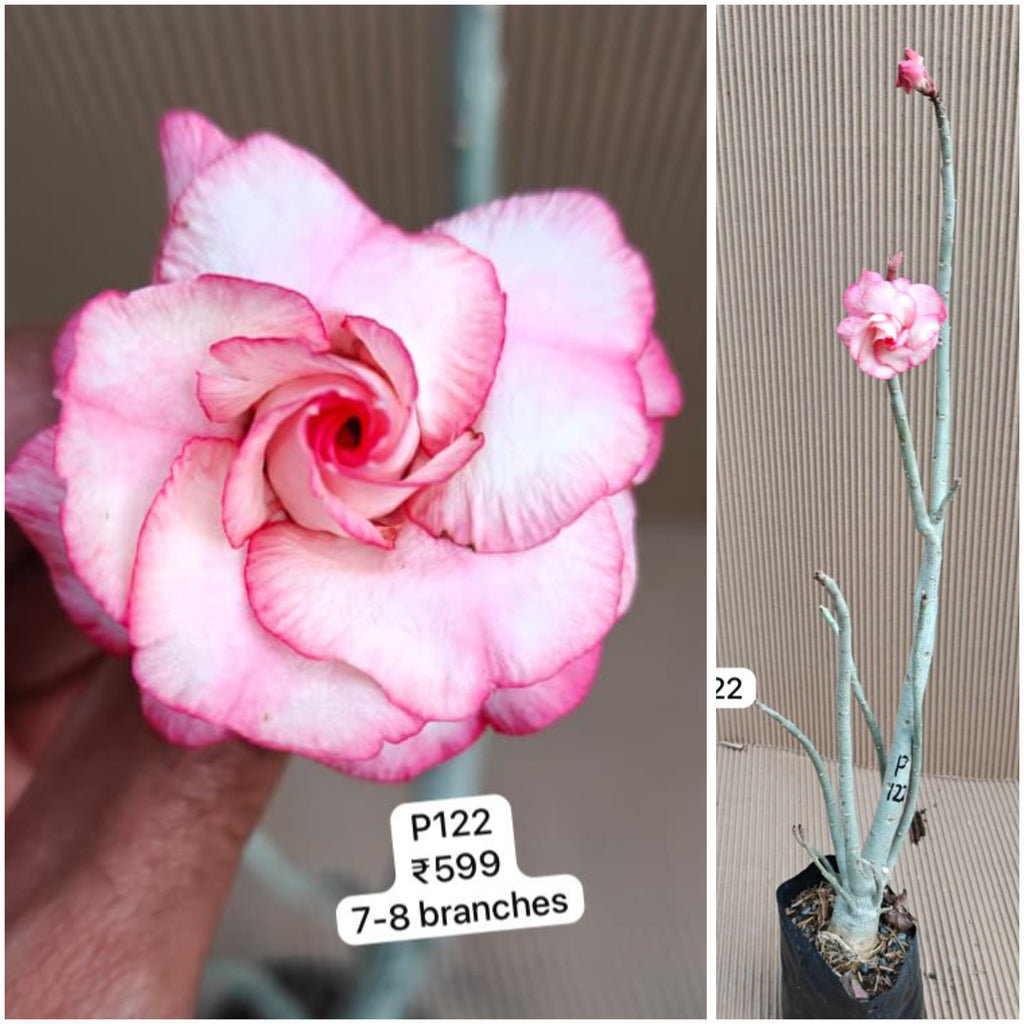 Plant Code - P 122