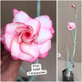 Plant Code - P 122