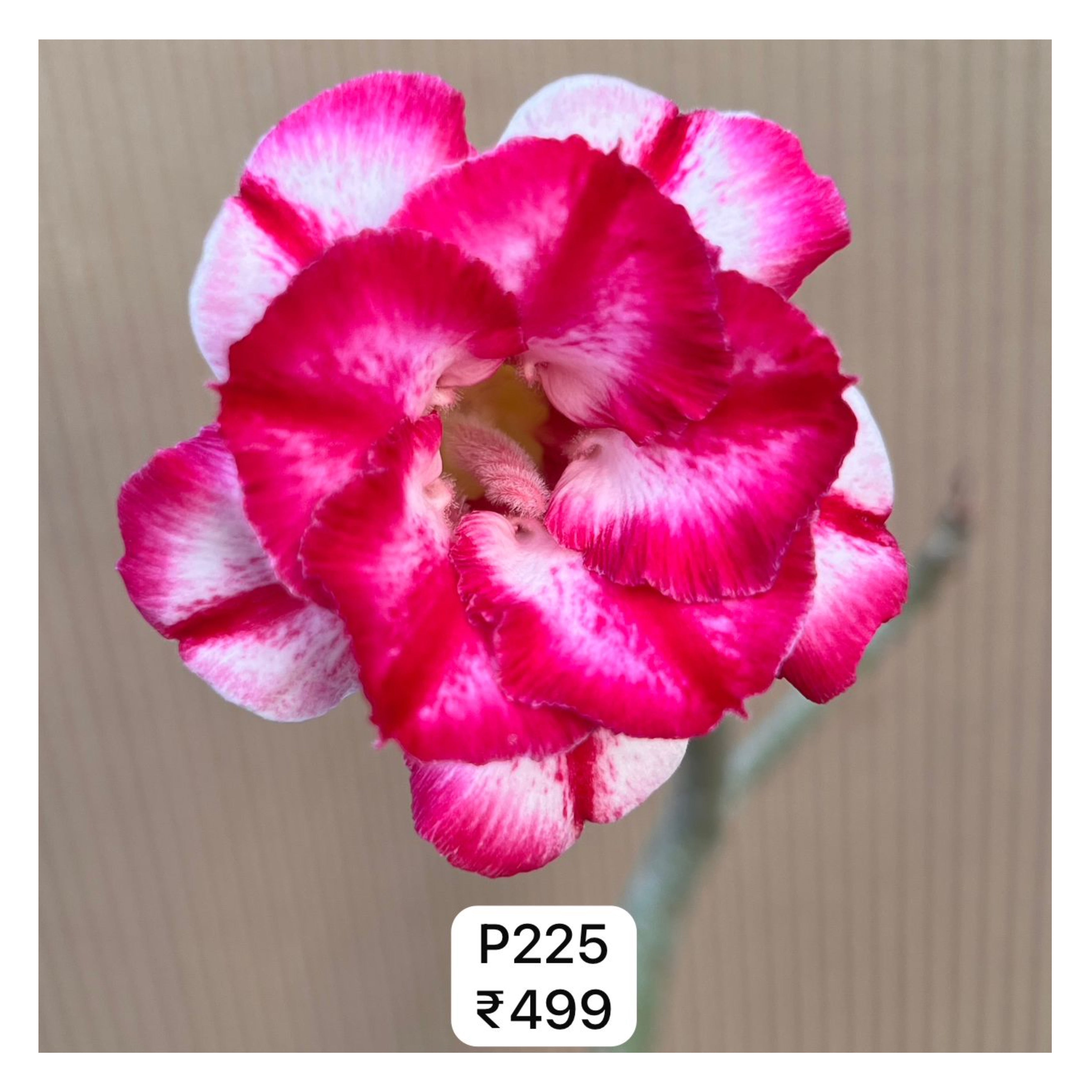 Plant Code - P 225