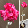 Plant Code - P 178