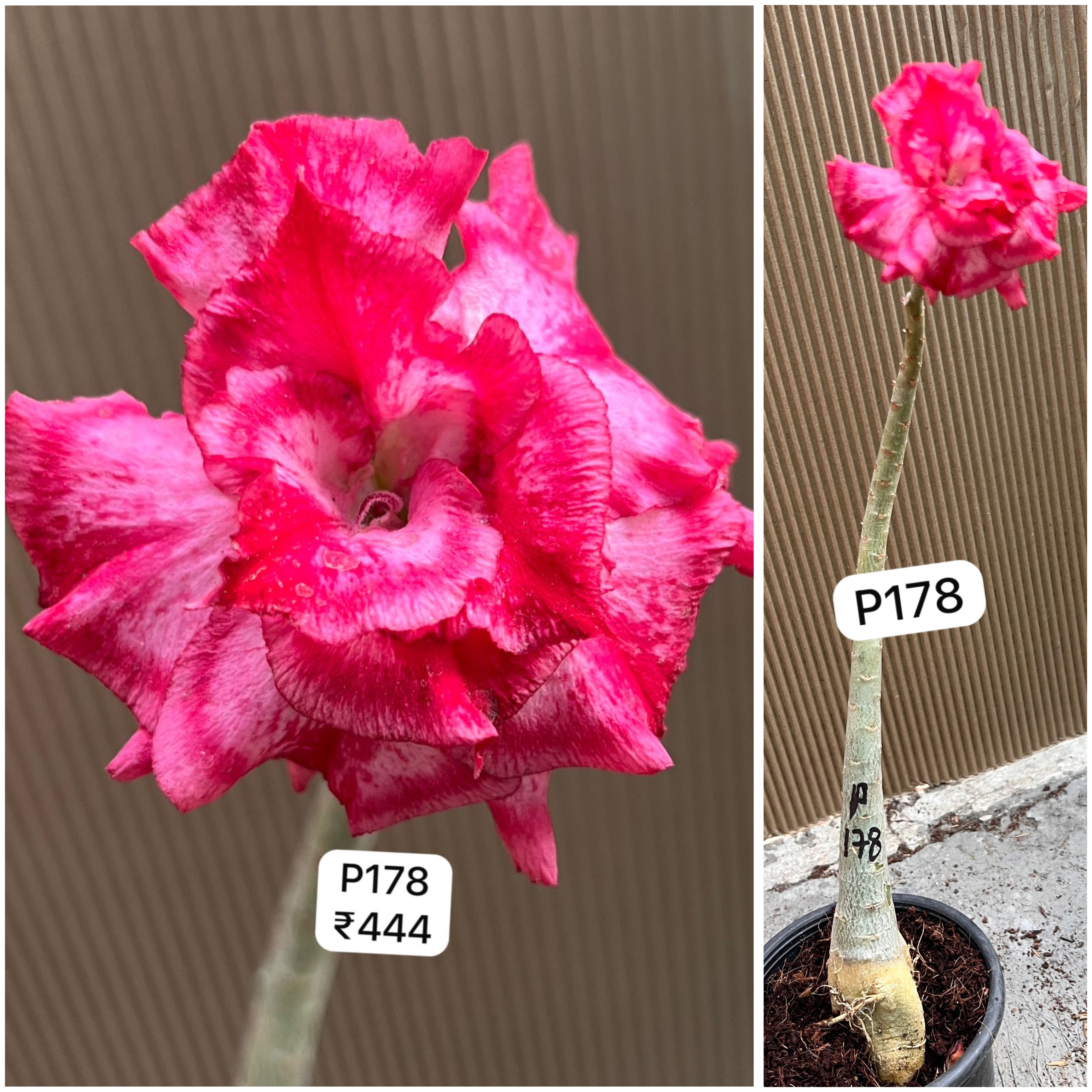 Plant Code - P 178