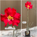 Plant Code - P 171