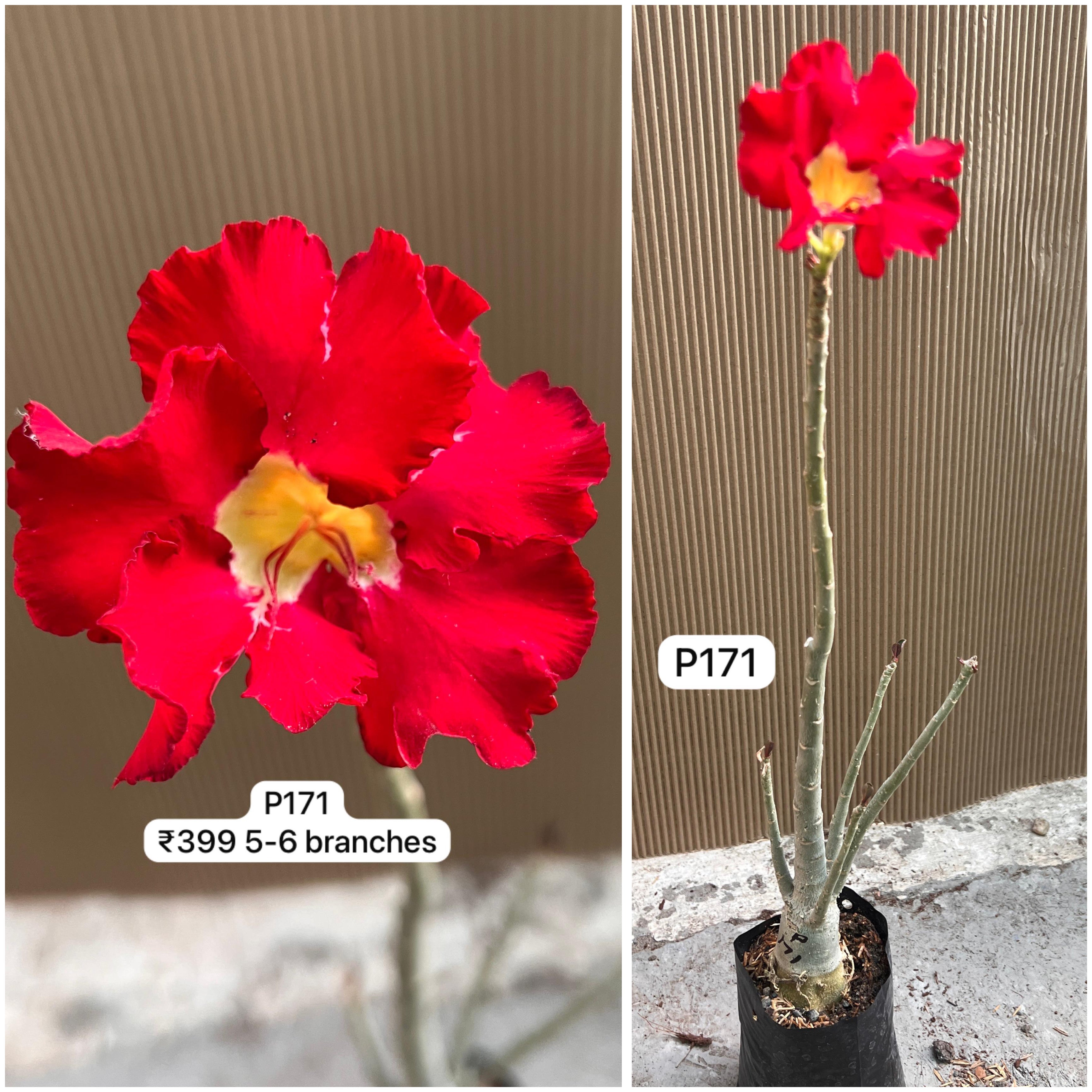 Plant Code - P 171