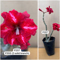 Plant Code - P 207