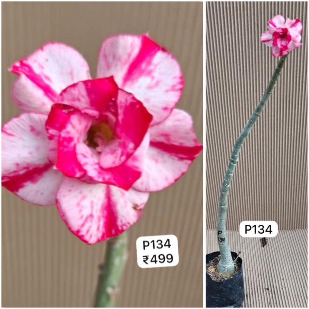 Plant Code - P 134