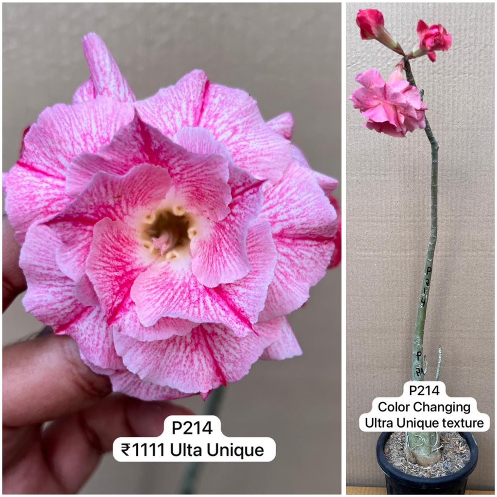 Plant Code - P 214