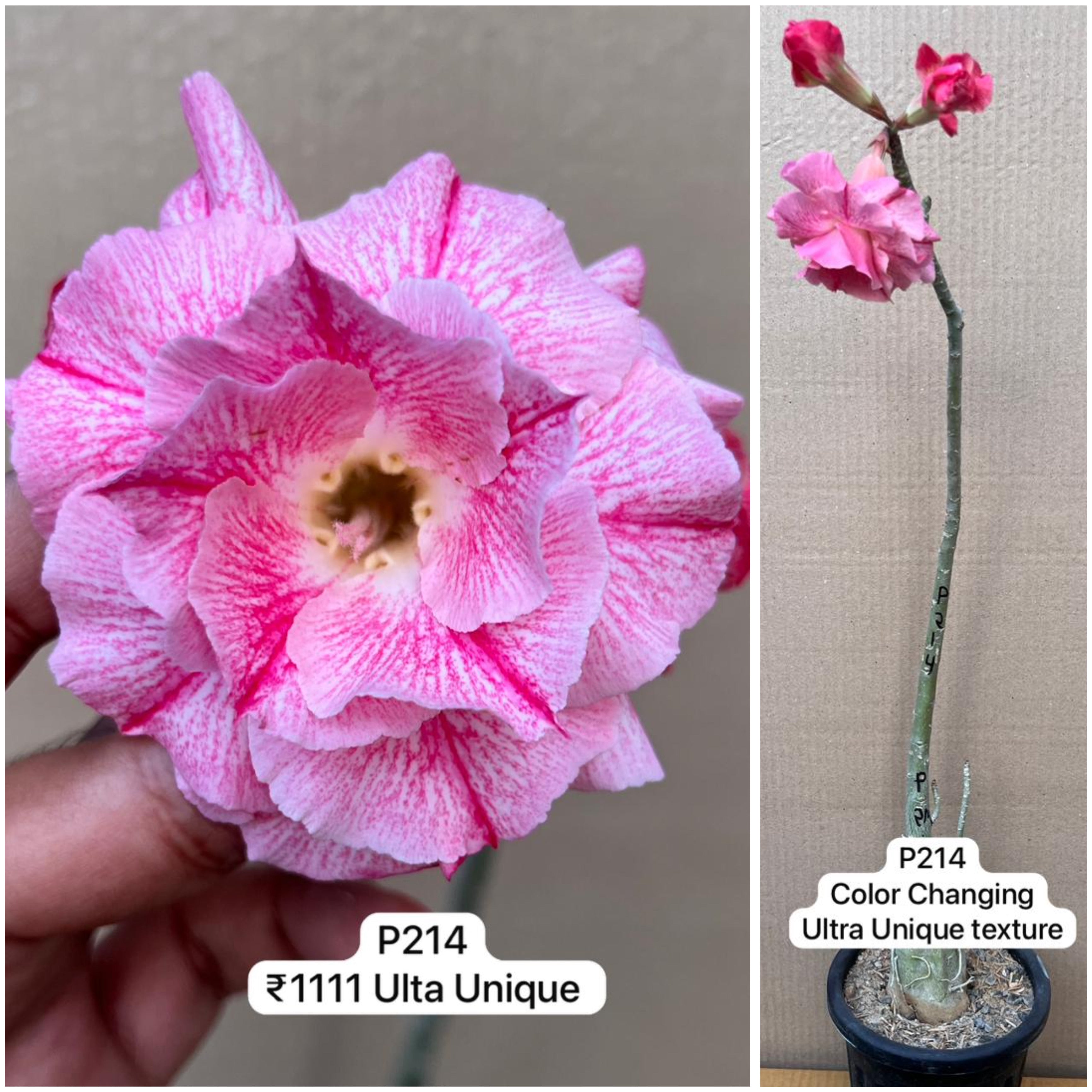 Plant Code - P 214