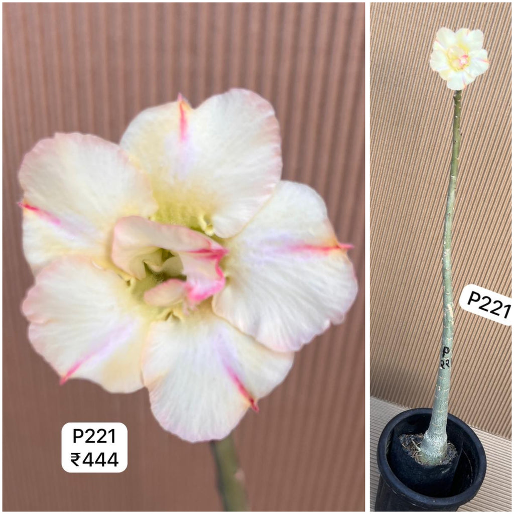 Plant Code - P 221