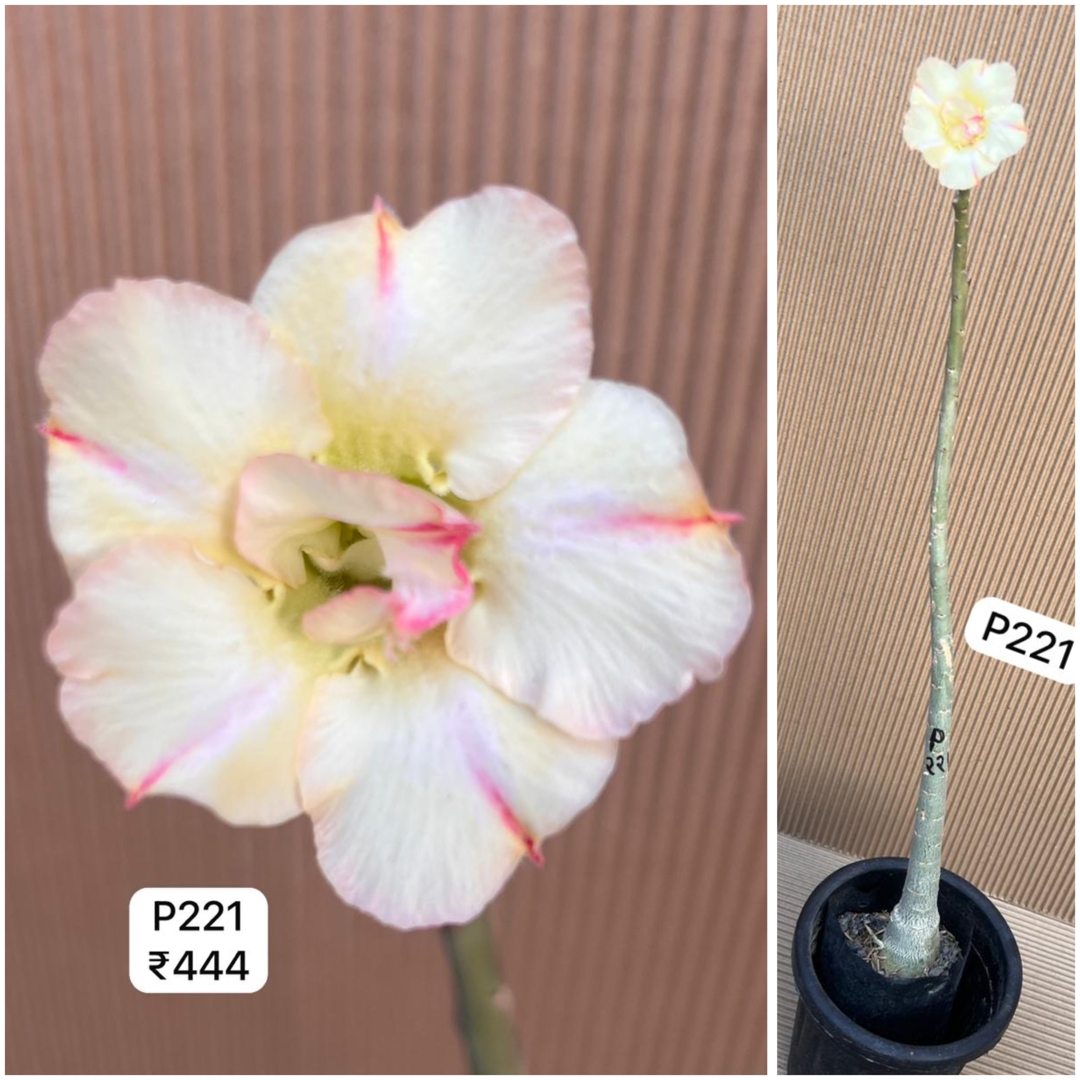 Plant Code - P 221
