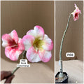 Plant Code - P 68