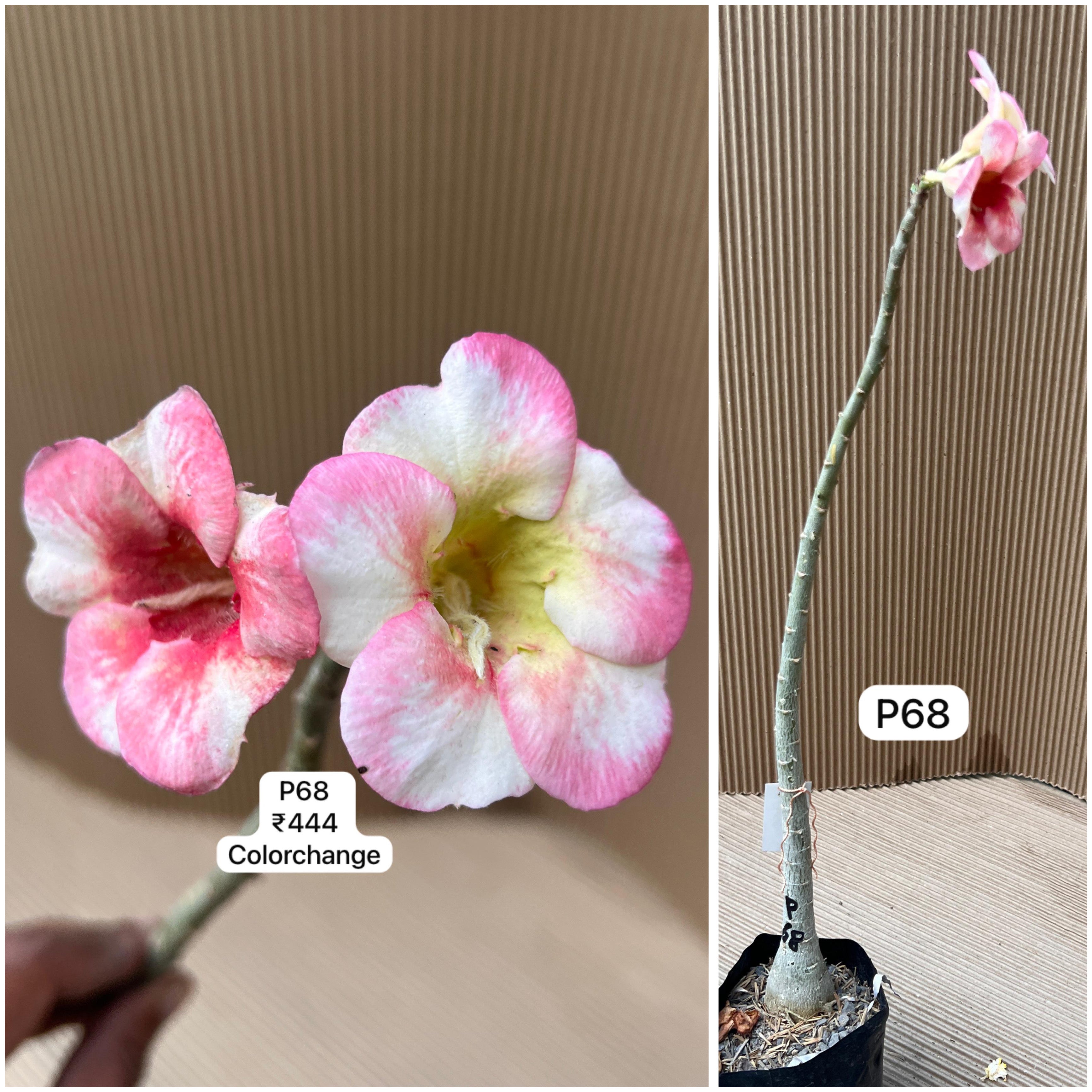 Plant Code - P 68