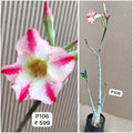 Plant Code - P 106