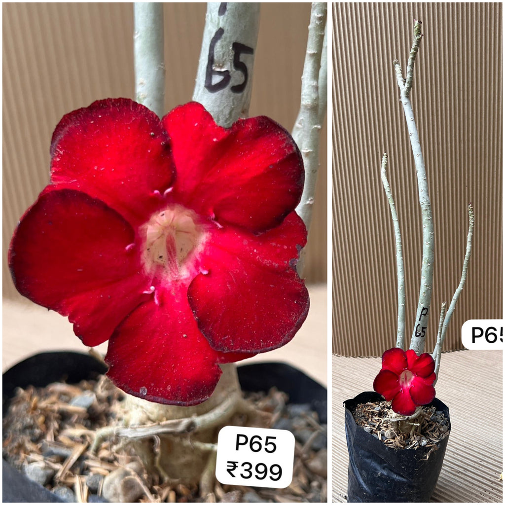 Plant Code - P 65