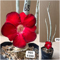 Plant Code - P 65