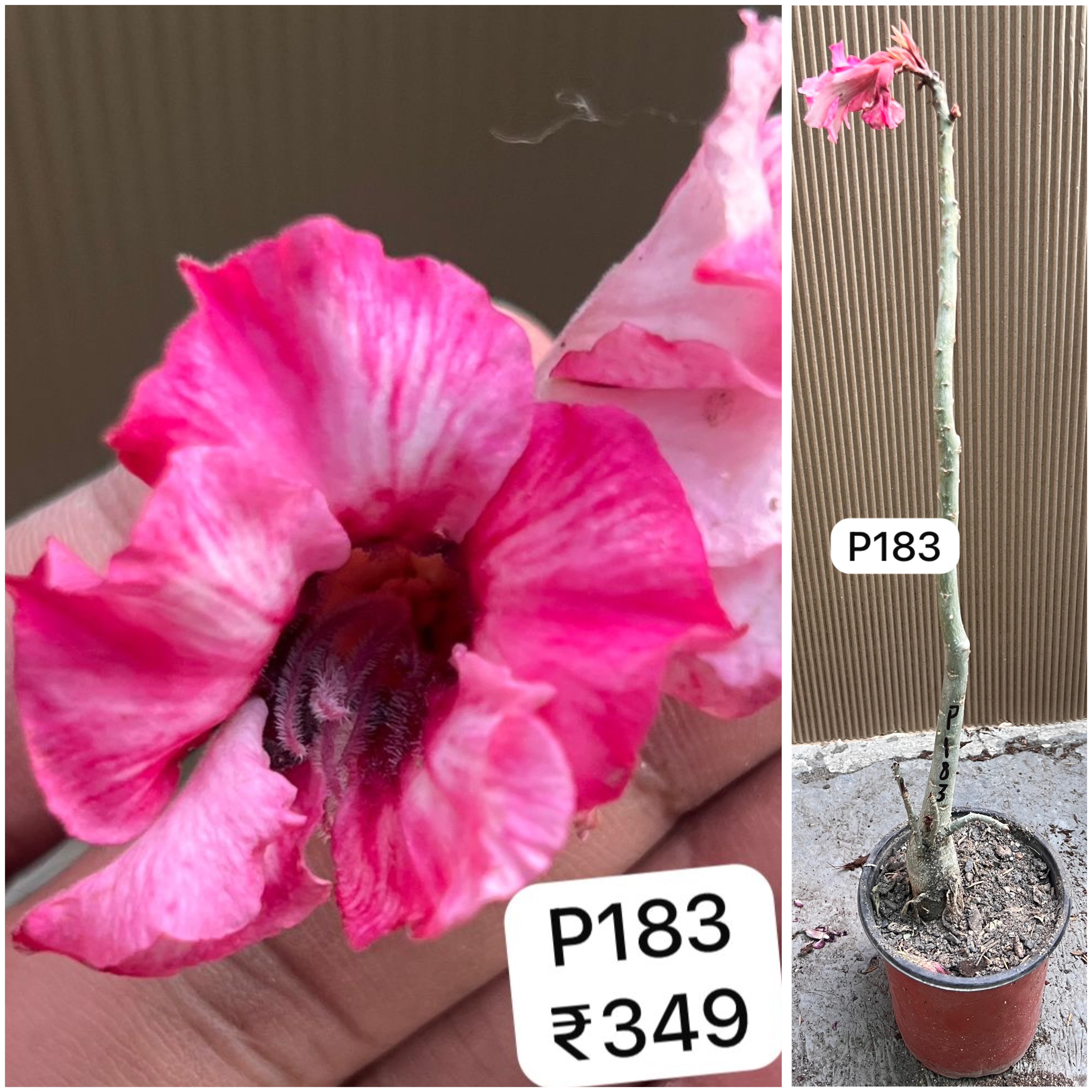 Plant Code - P 183