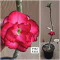 Plant Code - P 142