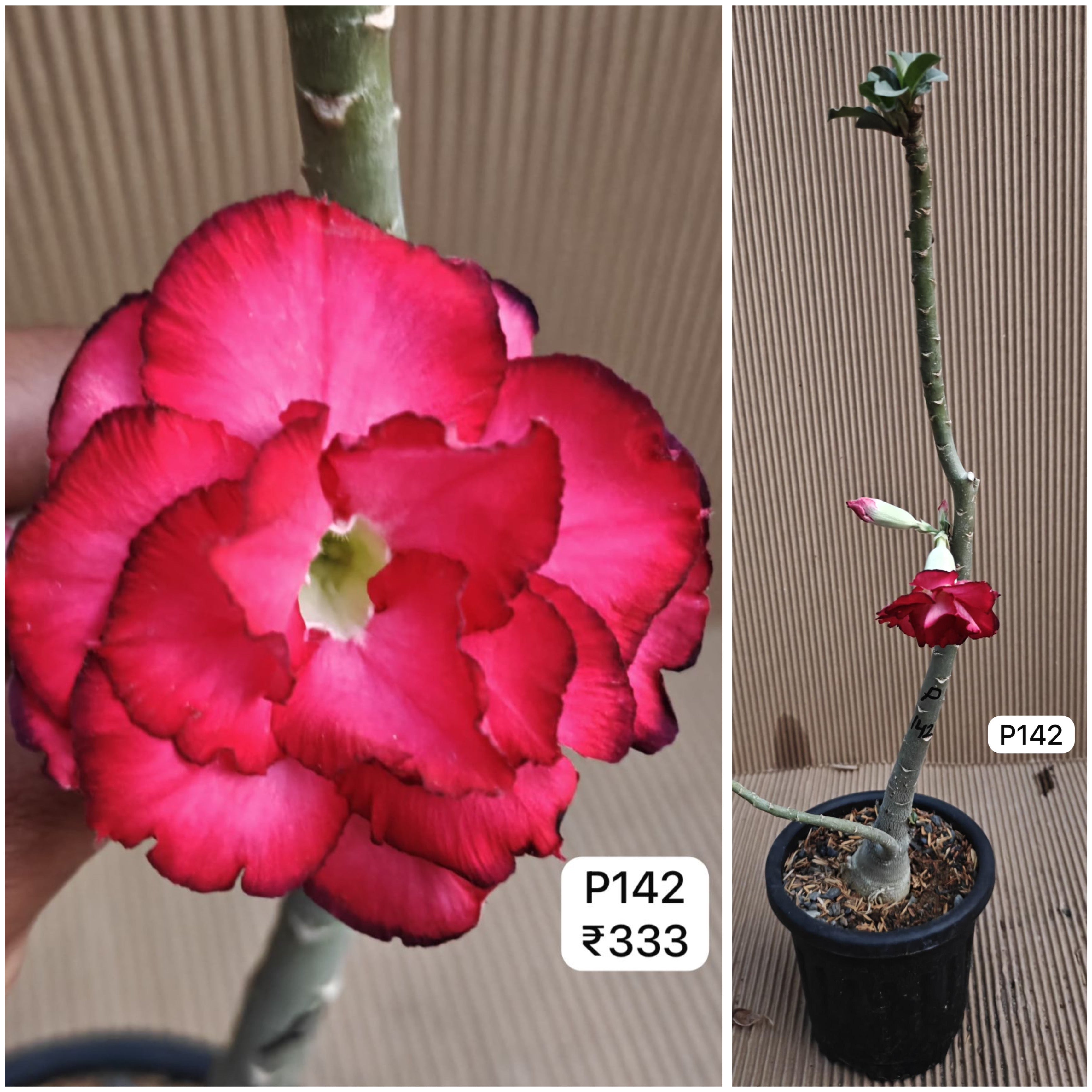 Plant Code - P 142