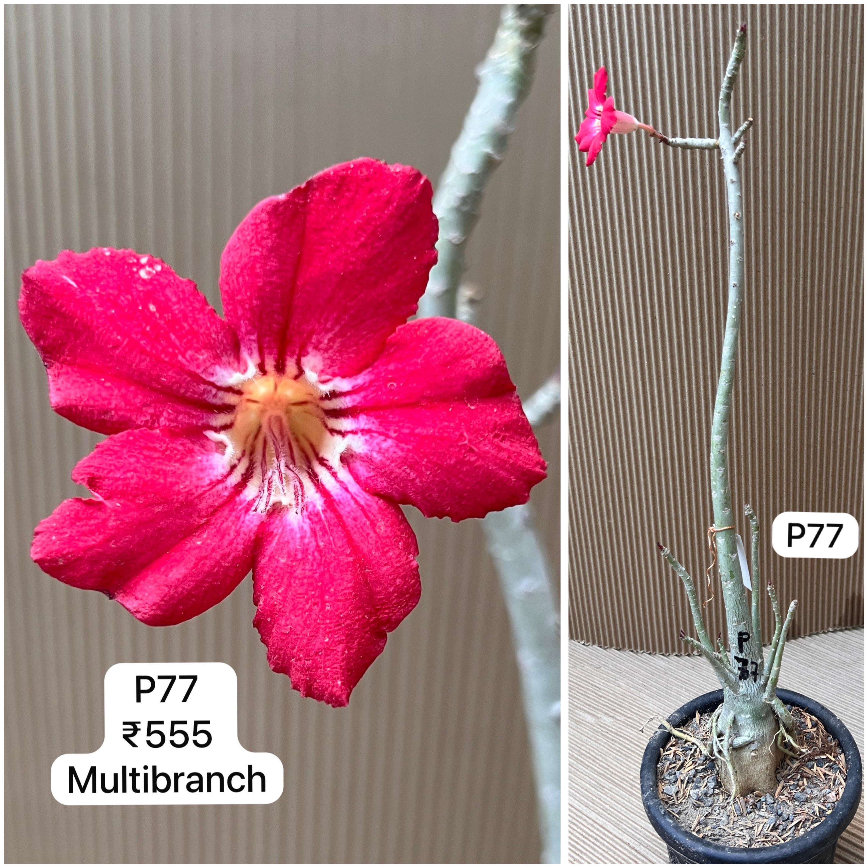 Plant Code - P 77