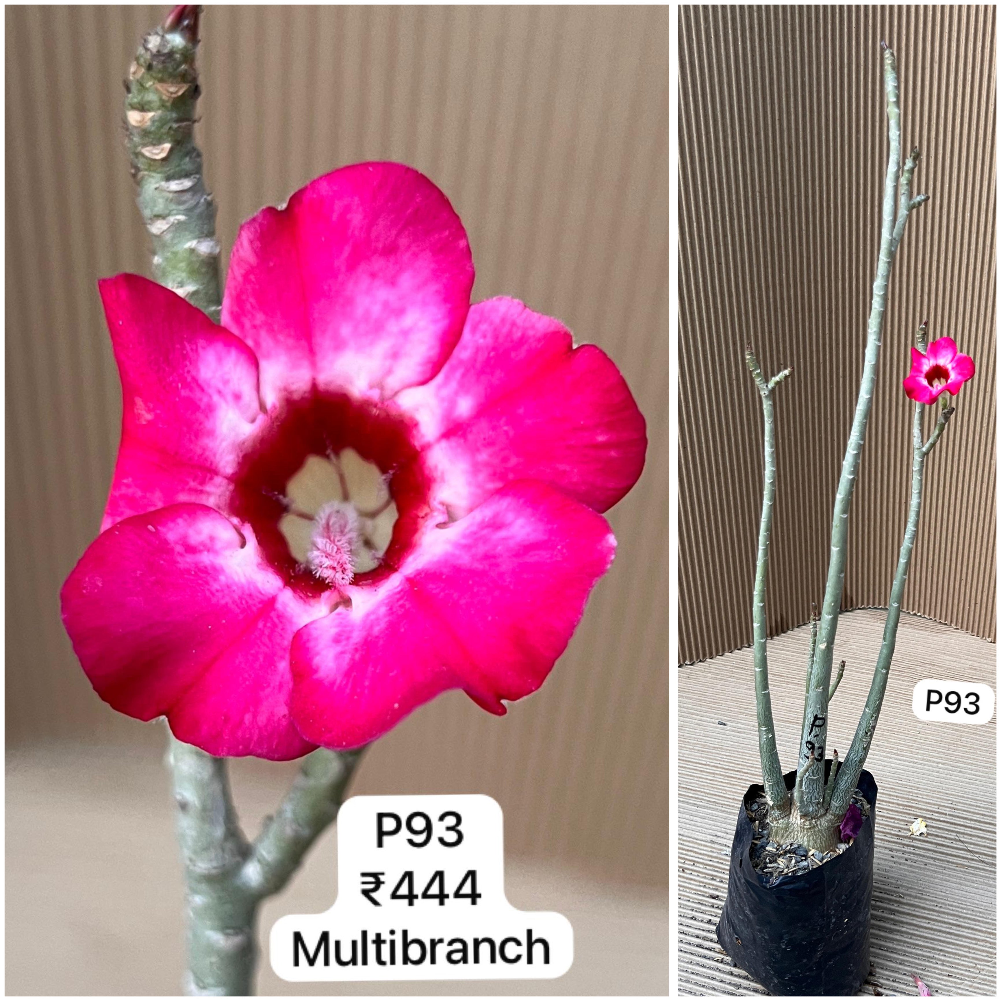 Plant Code - P 93