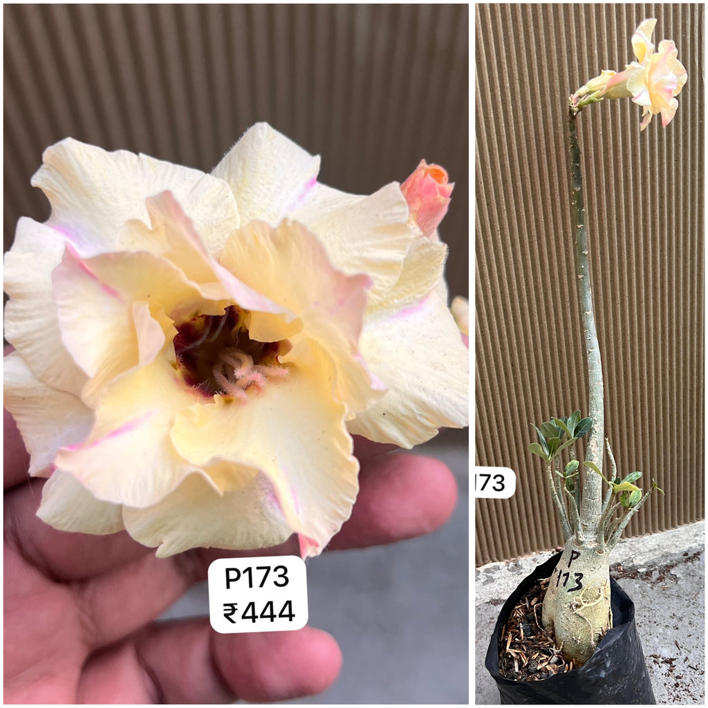 Plant Code - P 173