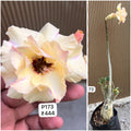 Plant Code - P 173