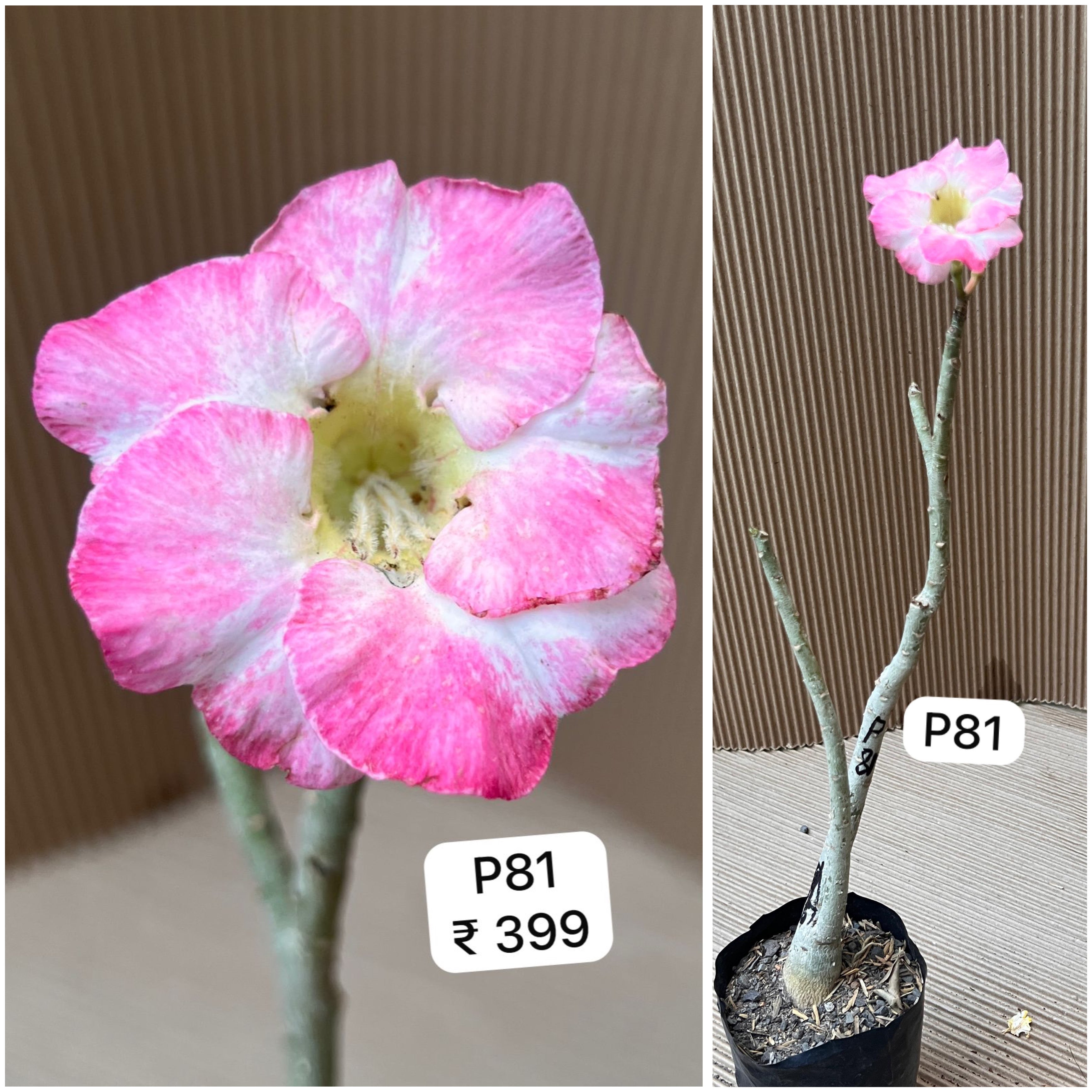 Plant Code - P 81