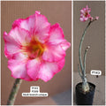 Plant Code - P 143