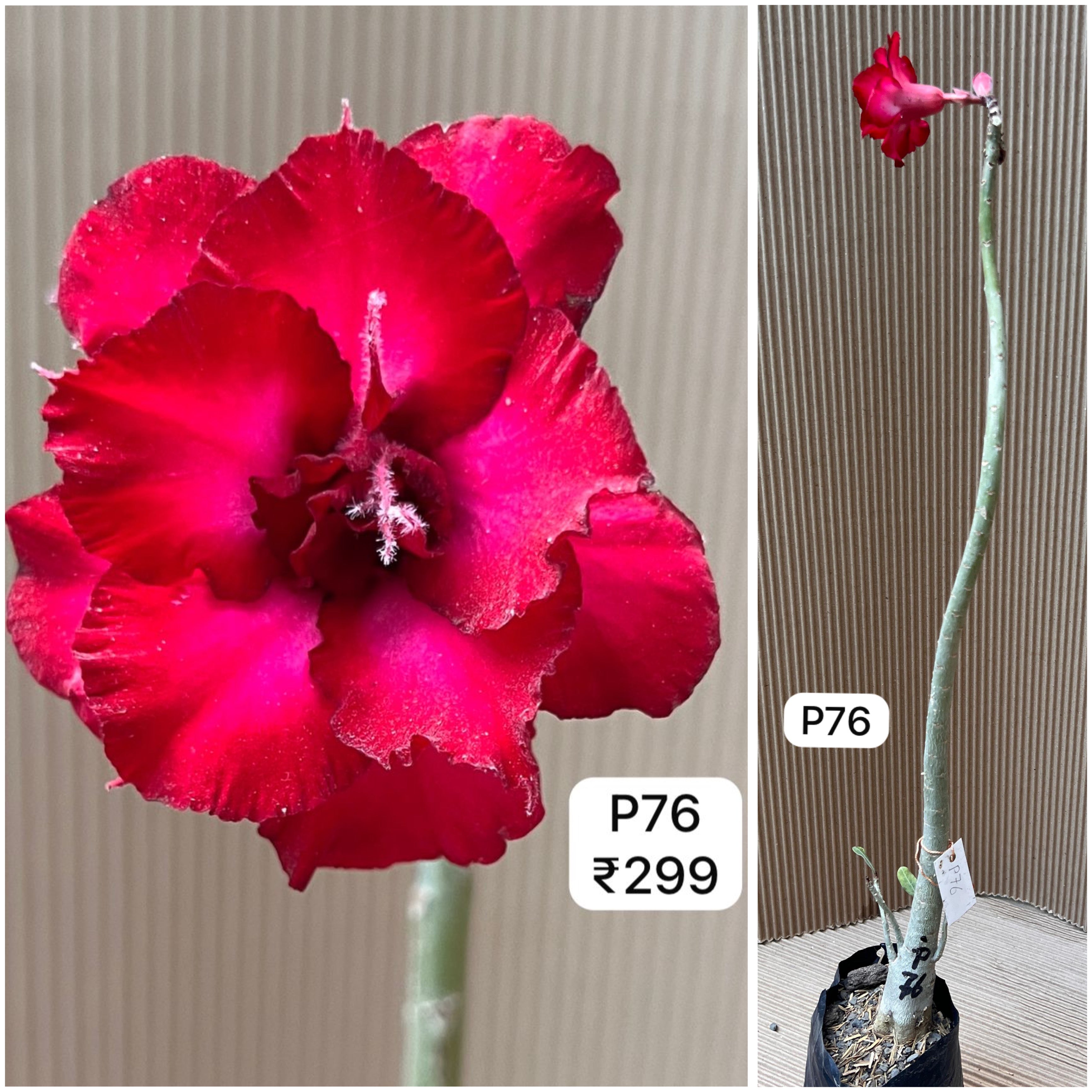 Plant Code - P 76