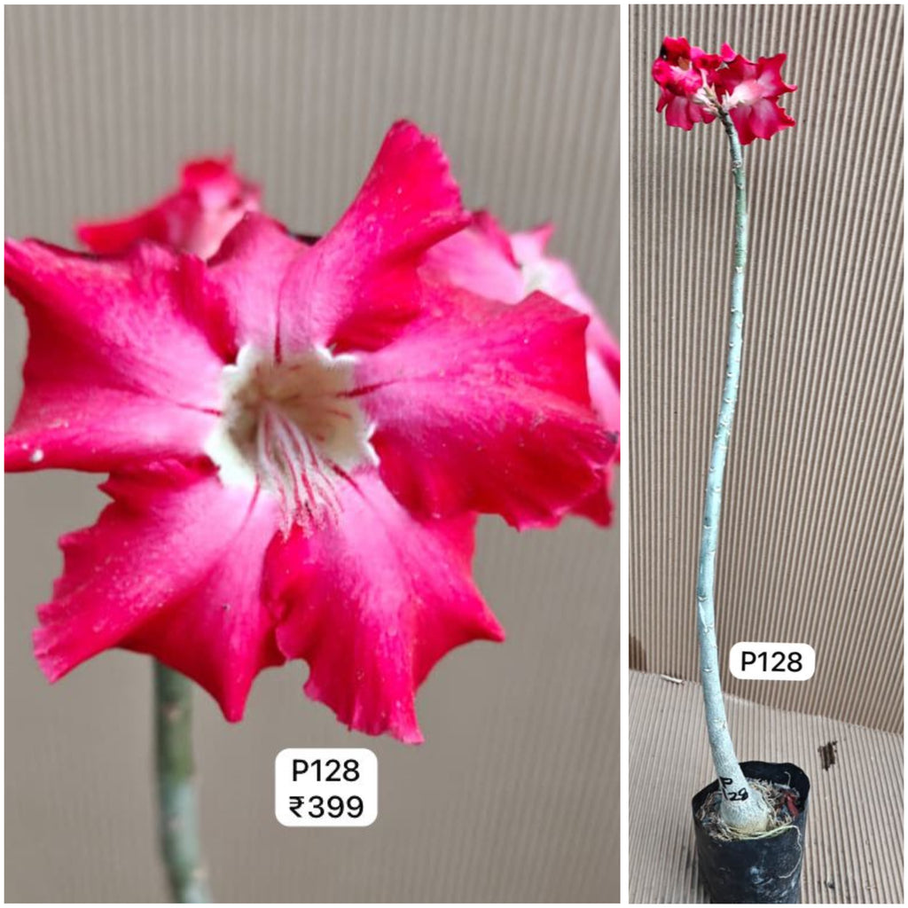 Plant Code - P 128
