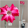 Plant Code - P 128